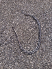 Pseudelaphe phaescens