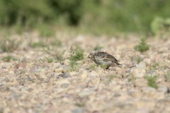Calcarius ornatus