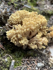 Ramaria flava