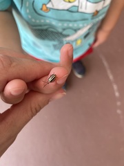 Disonycha leptolineata