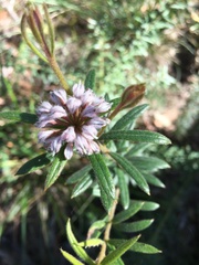 Grevillea phylicoides