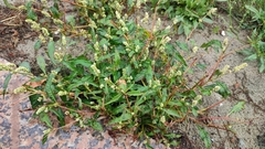 Persicaria lapathifolia