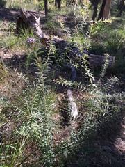 Grevillea phylicoides