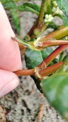 Persicaria lapathifolia