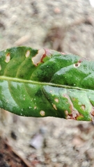 Persicaria lapathifolia