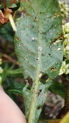 Persicaria lapathifolia