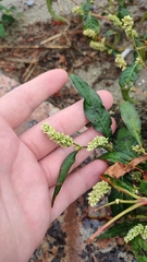 Persicaria lapathifolia