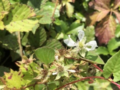 Rubus permixtus