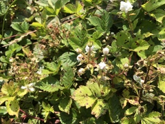 Rubus permixtus