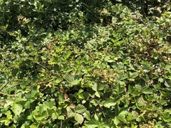Rubus permixtus