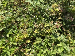 Rubus permixtus