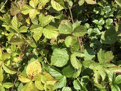 Rubus permixtus