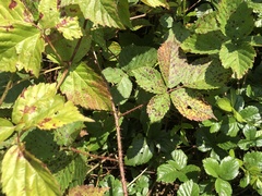 Rubus permixtus