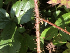 Rubus permixtus