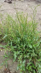 Rumex acetosella