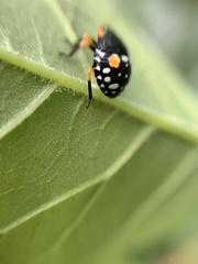 Chinavia marginata