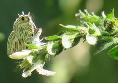 Isoglossa woodii