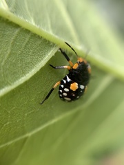 Chinavia marginata