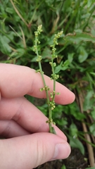 Rumex acetosella