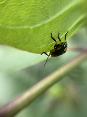 Chinavia marginata