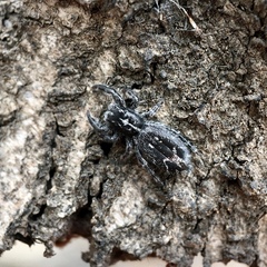 Ocrisiona melancholica