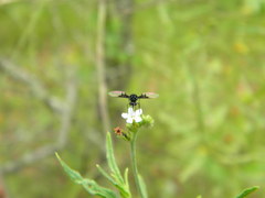 Bombylella delicata