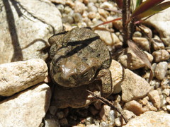 Incilius occidentalis