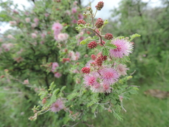 Mimosa monancistra