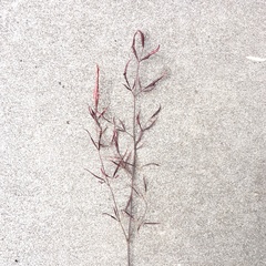 Cucumber mosaic virus