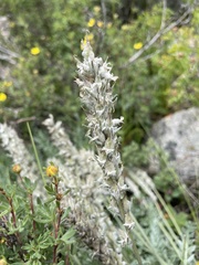 Oxytropis splendens