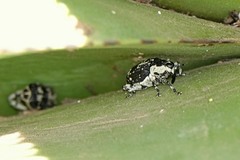 Peltophorus polymitus