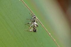 Paraphidippus basalis