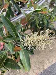 Grevillea baileyana
