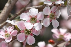 Leptospermum squarrosum