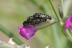 Acmaeodera solitaria