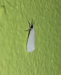 Pygarctia roseicapitis