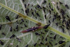 Uroleucon verbesinae