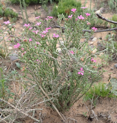 Image of Acmadenia laxa by (c) Nicola van Berkel, some rights reserved (CC BY-SA)