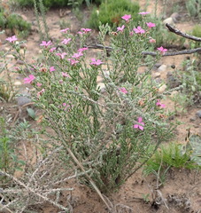 Acmadenia laxa