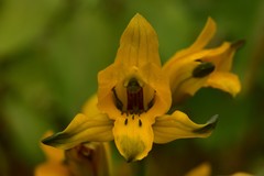 Chloraea gavilu