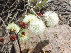Dalea minutifolia