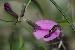 Acmaeodera solitaria