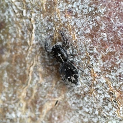 Ocrisiona melancholica