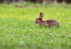 Sylvilagus floridanus