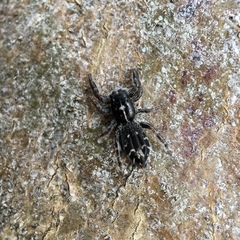 Ocrisiona melancholica