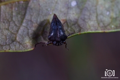 Image of Carynota maculata