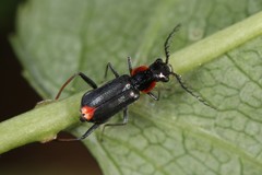 Malachius capillicornis