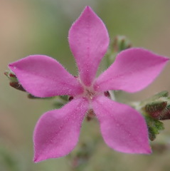 Acmadenia laxa