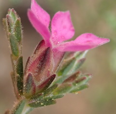 Acmadenia laxa