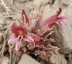 Aphyllon corymbosum